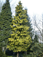 Chamaecyparis lawsoniana 'Golden Wonder', Gelbe Scheinzypresse