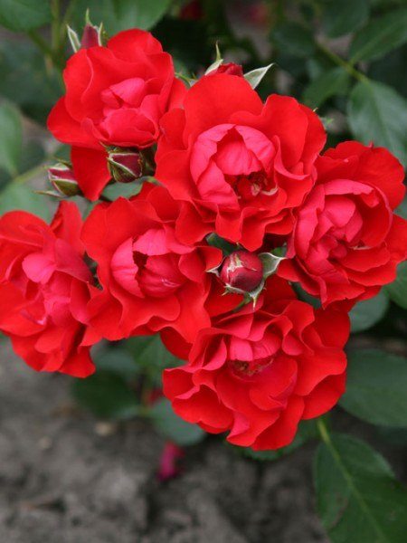 Blüten der Rose Black Forest