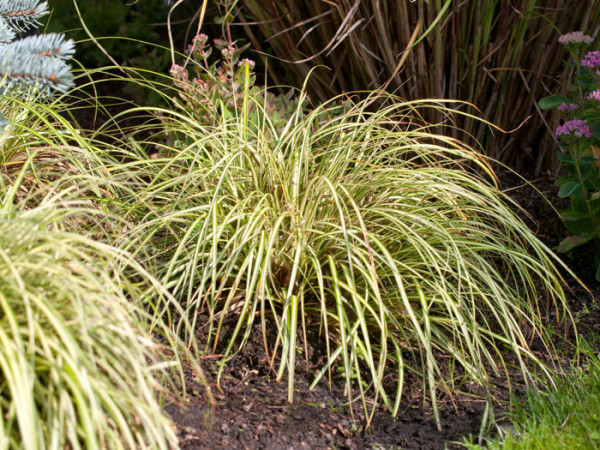 Carex hachijoensis (syn. oshimensis) &#039;Evergold&#039;, Japanische Gold-Segge