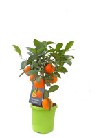 Limettenbaum 'Mandarinen-Limette' - Lime Time®
