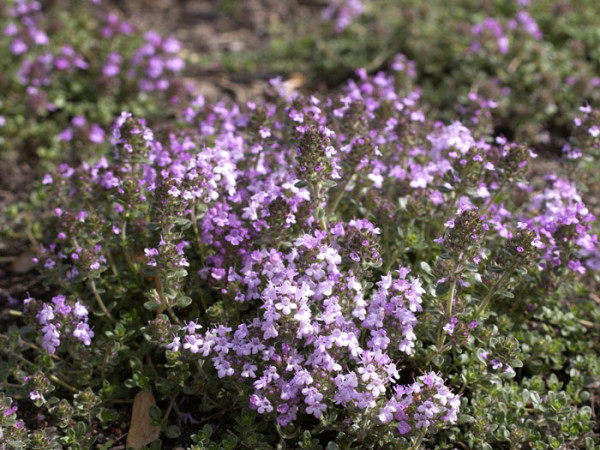 Thymus serpyllum, Sandthymian, Teppich-Thymian