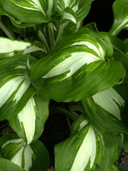 Hosta x undulata &#039;Univittata&#039;, Schneefeder-Funkie, Herzblatt-Lilie