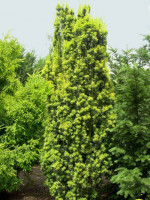 Taxus baccata 'Fastigiata Aureomarginata'