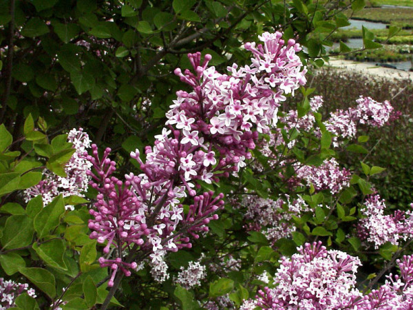 Syringa meyeri &#039;Josee&#039;, Zwergflieder