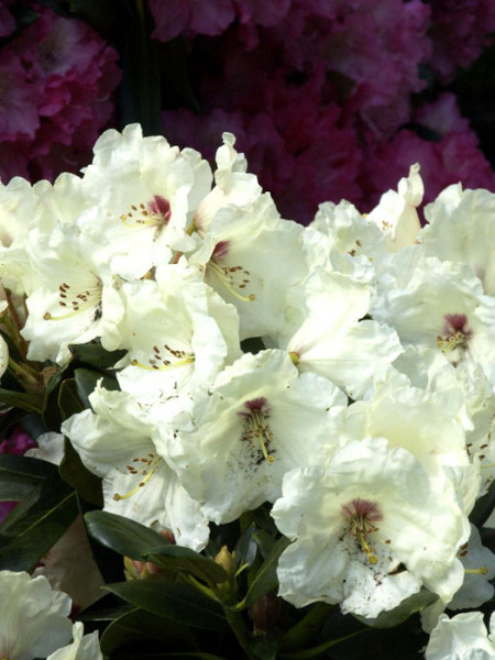 Rhododendron yakushimanum &#039;Flava&#039;
