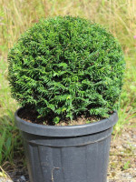 Eiben-Kugel, Taxus baccata