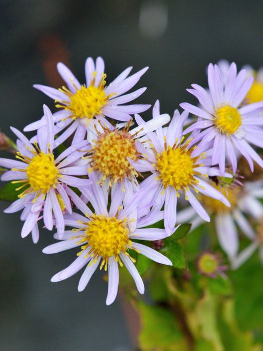 Aster ageratoides 'Asran' AgeratumAster