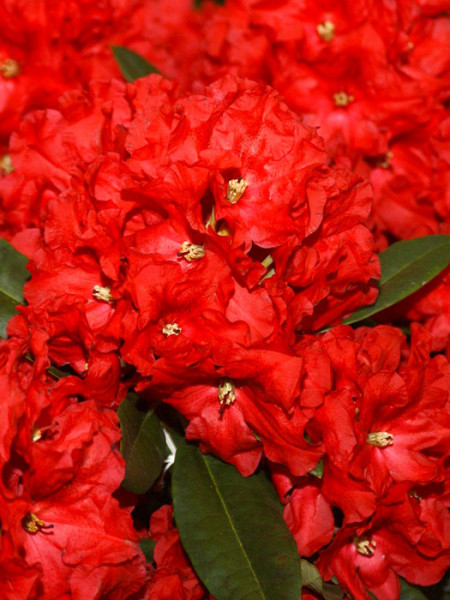 Rhododendron &#039;Rabatz&#039;