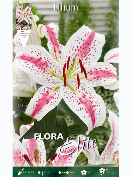 Orientalische Lilien-Hybride &#039;Lovely Day&#039;, Lilium (Art.Nr. 5217224)