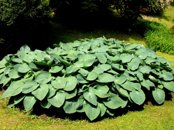 Hosta ventricosa, Glocken-Funkie, Herzblatt-Lilie