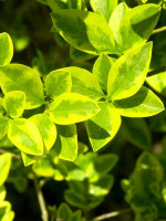 Ligustrum ovalifolium 'Aureum', wintergrüner Gold-Liguster