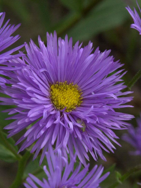 Erigeron x cultorum &#039;Azurfee&#039; (M), Feinstrahlaster