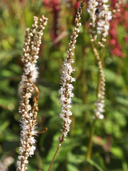 Bistorta (syn. Polygonum) amplexicaule &#039;Album&#039; (syn. auch Persicaria), Kerzenknöterich, Wiesenknöterich