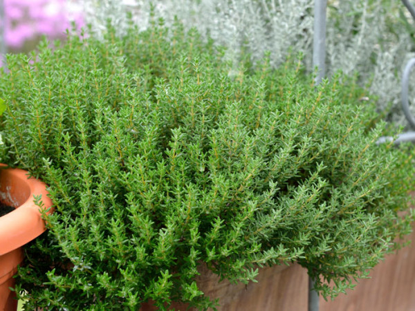 Zwergthymian, Thymus vulgaris &#039;Compactus&#039;