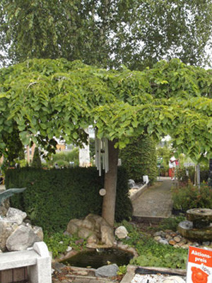 Ulmus glabra &#039;Pendula&#039;, Hängeulme - Hochstamm