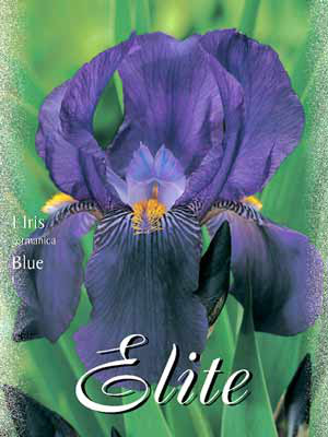 Schwertlilie &#039;Blue&#039;, Iris germanica (Art.Nr. 521550)