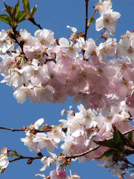 Prunus subhirtella &#039;Accolade&#039;, Frühe Zierkirsche - Hochstamm