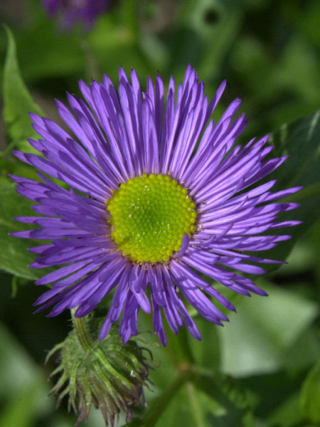 Erigeron x cultorum &#039;Dunkelste Aller&#039;, Feinstrahlaster