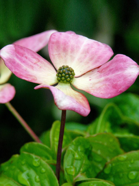 vierblättrige Blüte des Blumenharteriegels 'Satomi'