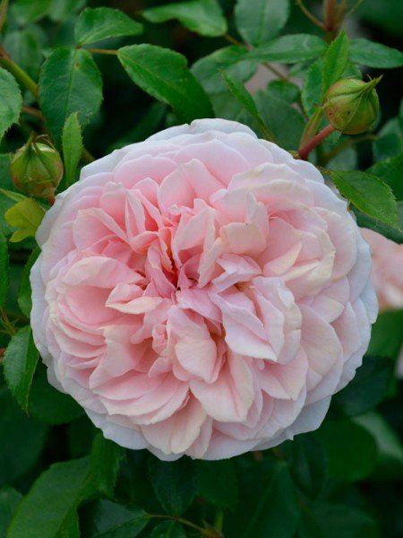 Blühende Rose Garden of Roses