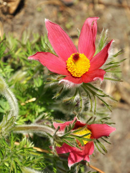 Pulsatilla vulgaris &#039;Rubra&#039; (M), Rote Küchenschelle