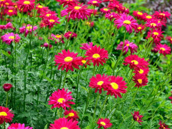 Tanacetum 'Robinson's Rot'