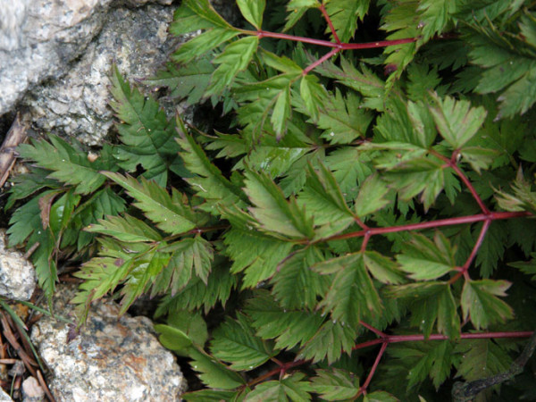 Aruncus aethusifolius, Zwerg-Geißbart, Wald-Geißbart