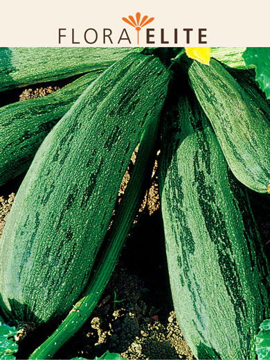 Zucchini 'Coucourzelle' (Art.Nr. 21575)