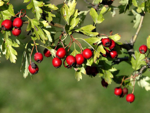 Beeren des einfriffligen Weißdorn