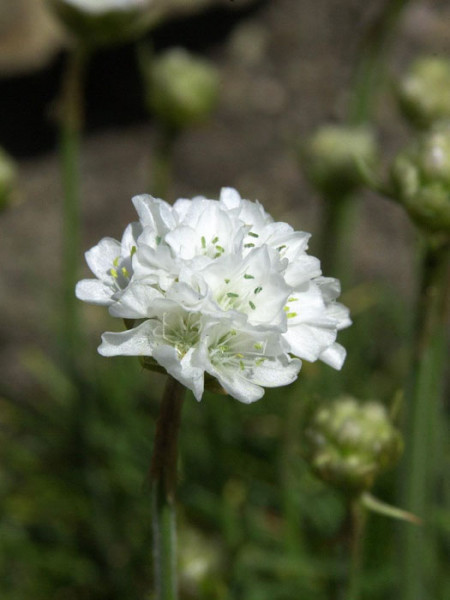 Armeria maritima &#039;Alba&#039;, weiße Grasnelke, Strand-Grasnelke