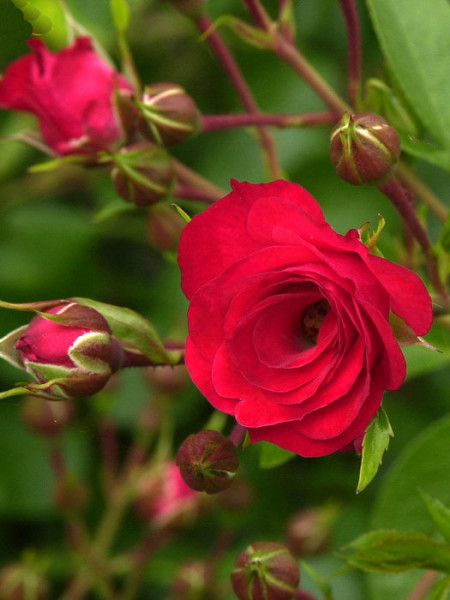 Blüte der Rose Scarlet Meidiland