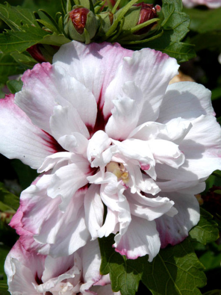 Hibiskus Garteneibisch Lady Stanley