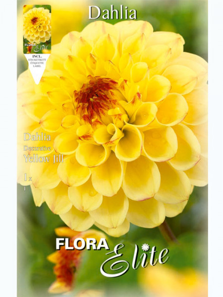Schmuck-Dahlie 'Yellow Jill', Dahlia (Art.Nr. 5202050)