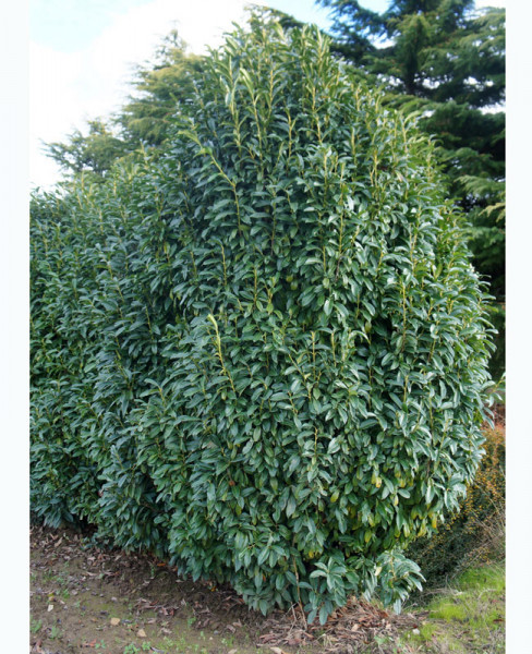 Prunus laurocerasus Genolia® &#039;Mariblon&#039;, Säulenförmiger Kirschlorbeer