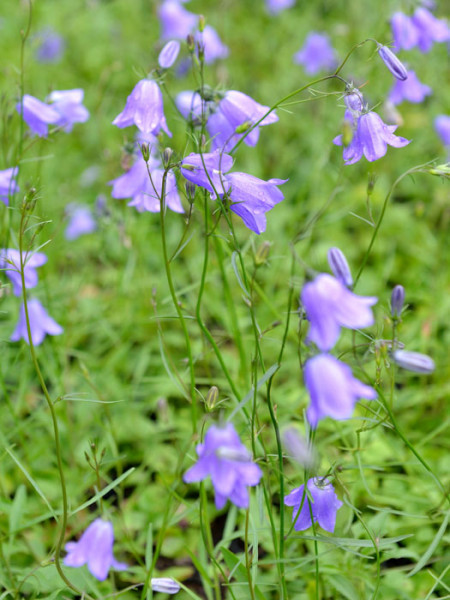 Campanula rotundifolia &#039;Olympica&#039;, Rundblättrige Glockenblume