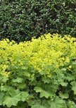 alchemilla-mollis56d84dc8185be