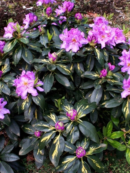 Rhododendron &#039;Goldflimmer&#039;