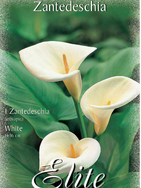 Calla &#039;White&#039;, Zantedeschia (Art.Nr. 522150)