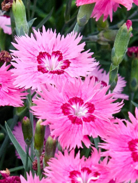 Dianthus gratianopolitanus syn. caesius &#039;Stäfa&#039;, Pfingstnelke, Grenobler Nelke, Felsennelke