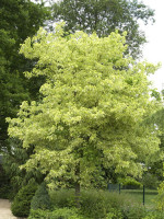 Acer negundo 'Aureo-Variegatum', Goldbunter Eschen-Ahorn