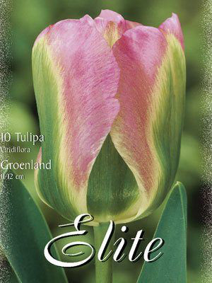 Viridiflora Tulpe &#039;Groenland&#039; (Art.Nr. 595618)