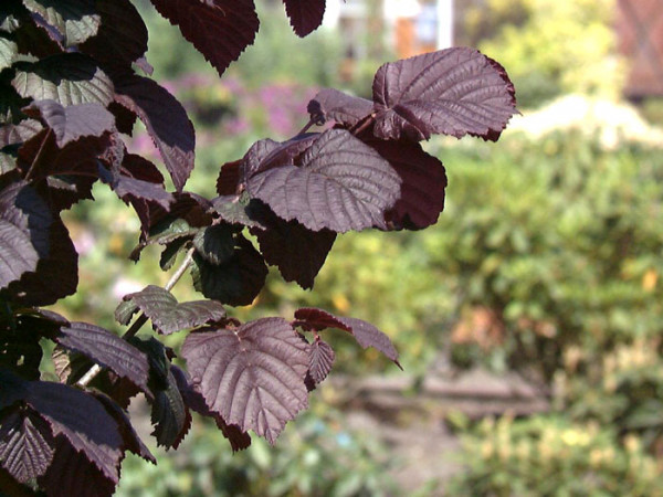 Corylus &#039;Rote Zellernuss&#039;, Haselnuss