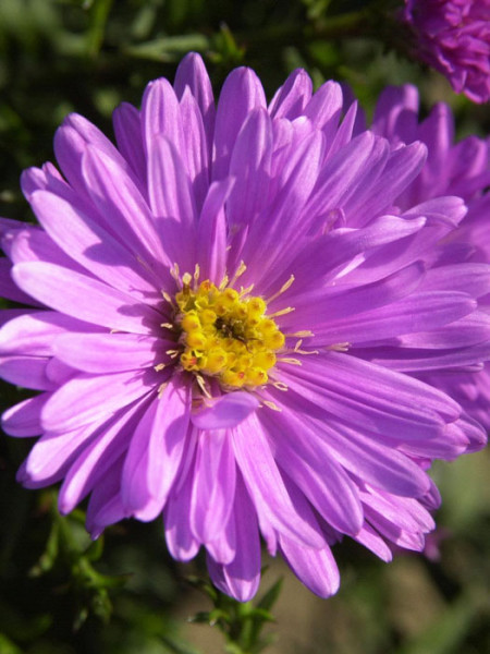 Aster dumosus &#039;Rosenwichtel&#039;, rosa Kissen-Aster, Herbst-Aster