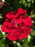 Rose Mainaufeuer ® - Kordes