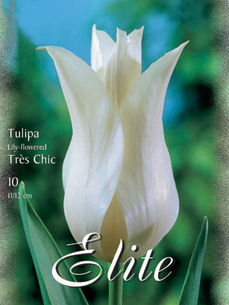 Lilienblütige Tulpe &#039;Tres Chic&#039; (Art.Nr. 595483)