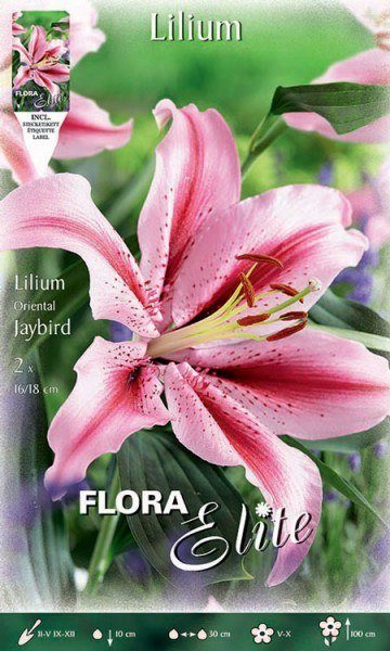 Orientalische Lilien-Hybride &#039;Jaybird&#039;, Lilium (Art. Nr. 521727)