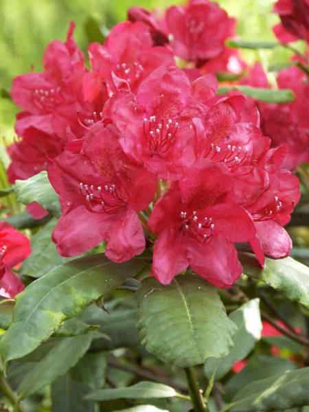 Rhododendron &#039;Hachmanns Feuerschein&#039;