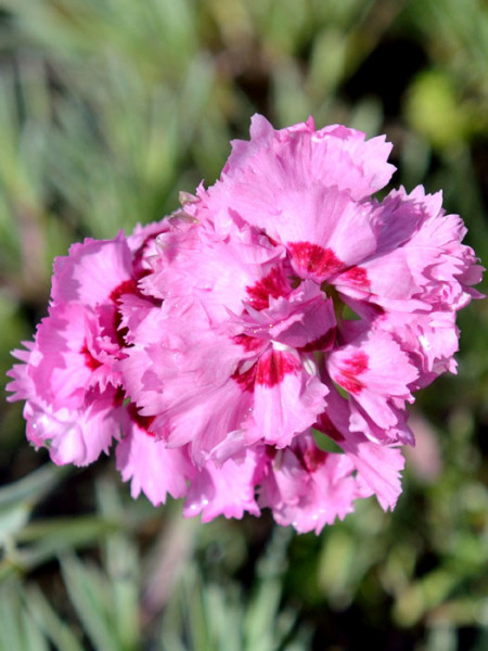 Dianthus plumarius &#039;Maggie&#039;, Federnelke