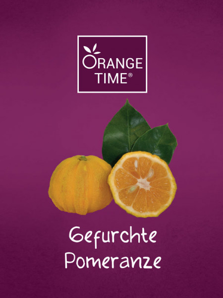 Orangenbaum 'Gefurchte Pomeranze' - Orange Time®