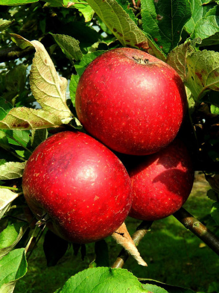 Apfel Rote Sternrenette